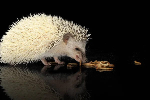 可愛いですアフリカの白-腹が立つハリネズミがイモムシを食べる — ストック写真