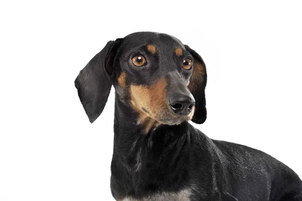 Un adorabile nero e abbronzatura a pelo corto bassotto guardando curiosamente — Foto Stock