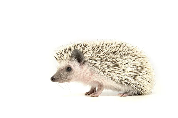 An adorable African white- bellied hedgehog standing on white background — Stock Photo, Image