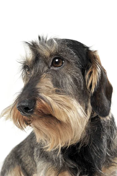 Portrait of an adorable wire-haired Dachshund looking sad — 图库照片
