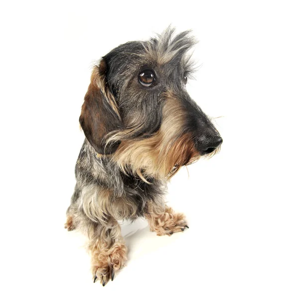 Studio plan d'un adorable Dachshund aux cheveux métalliques à l'air triste — Photo