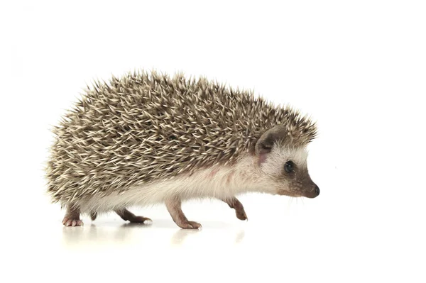 An adorable African white- bellied hedgehog walking on white background — Zdjęcie stockowe