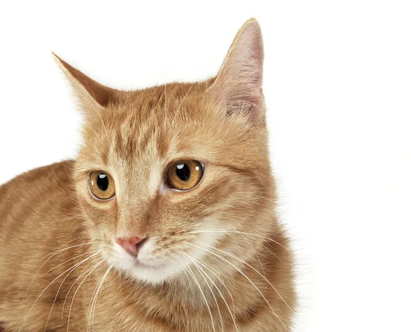 Портрет очаровательного домашнего кота, выглядящего любопытно — стоковое фото
