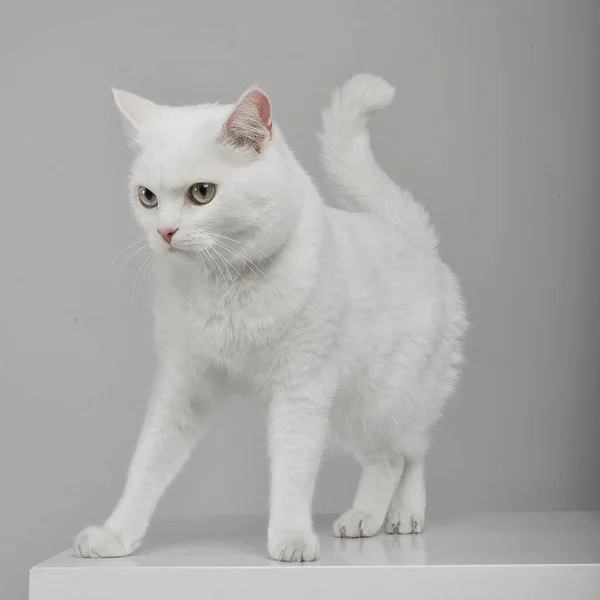 Студийный снимок очаровательной домашней кошки, стоящей на сером фоне — стоковое фото