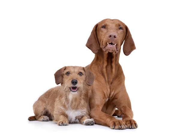 Estúdio tiro de um magyar vizsla adorável e um cão de mistura dachshund de cabelos com fio — Fotografia de Stock