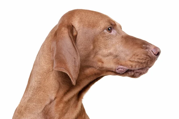 Portrait of an adorable magyar vizsla looking seriously — Φωτογραφία Αρχείου