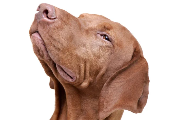 Portret van een schattige magyar vizsla op zoek tevreden — Stockfoto