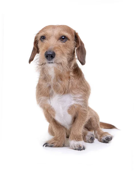 An adorable wire haired dachshund mix dog sitting on white background — Zdjęcie stockowe