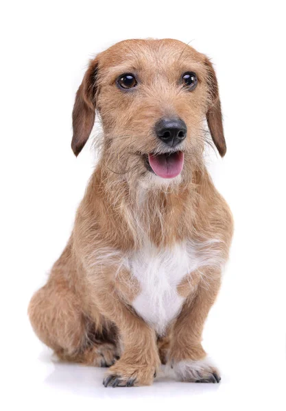 Studio shot of an adorable wire haired dachshund mix dog looking satisfied — Φωτογραφία Αρχείου