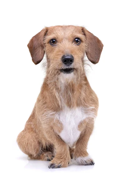 Un perro de mezcla de dachshund de pelo de alambre adorable sentado sobre fondo blanco — Foto de Stock