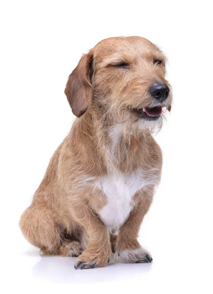 Studio shot of an adorable wire haired dachshund mix dog looking satisfied — Φωτογραφία Αρχείου