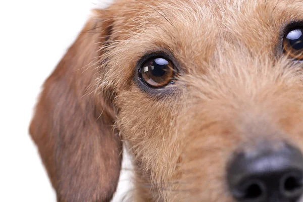 Retrato de un adorable perro de mezcla de dachshund de pelo de alambre mirando curiosamente a la cámara —  Fotos de Stock