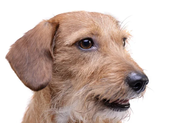 Retrato de un adorable perro de mezcla de dachshund de pelo de alambre que parece satisfecho — Foto de Stock
