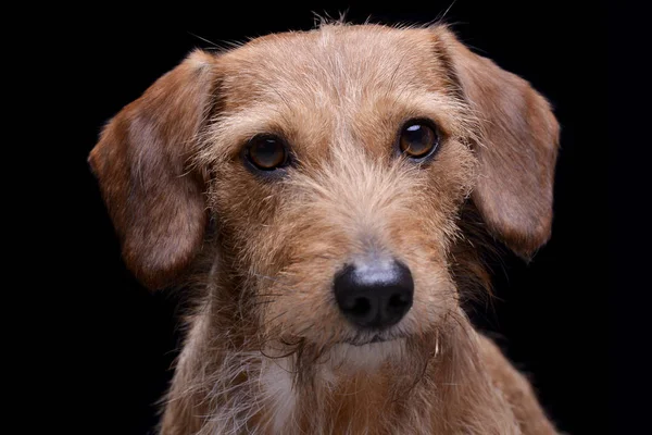 Retrato de um cão dachshund cabelo adorável mistura fio olhando curiosamente para a câmera — Fotografia de Stock