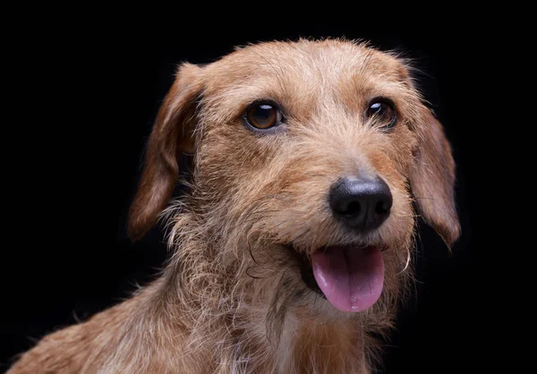 Portrait of an adorable wire haired dachshund mix dog looking satisfied — 스톡 사진