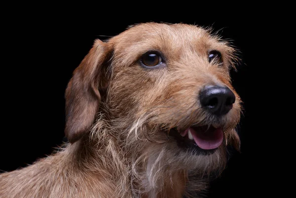 Portrait of an adorable wire haired dachshund mix dog looking curiously at the camera — 스톡 사진