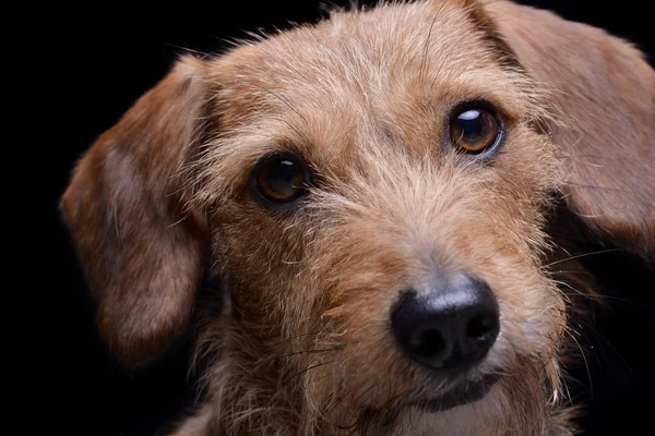 Portrait of an adorable wire haired dachshund mix dog looking curiously at the camera — 스톡 사진