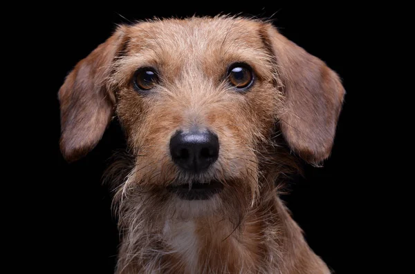 Portrait of an adorable wire haired dachshund mix dog looking curiously at the camera — Stok fotoğraf