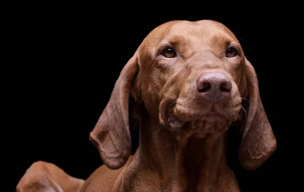 Portret van een schattige magyar vizsla die er nieuwsgierig uitziet — Stockfoto