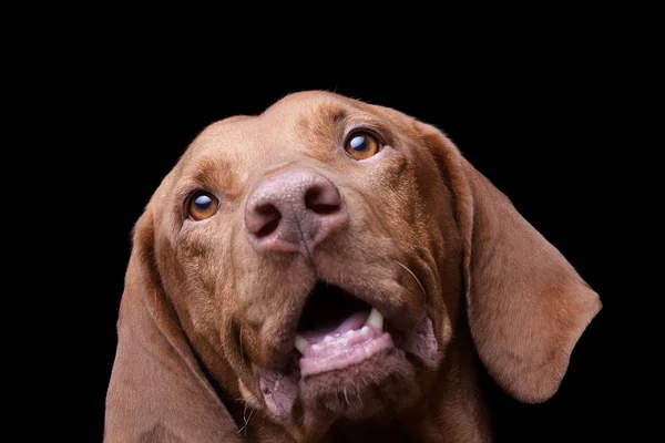 Portret van een schattige magyar vizsla die nieuwsgierig naar de camera kijkt — Stockfoto