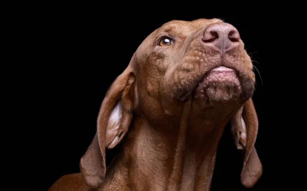 Portrait of an adorable magyar vizsla looking up curiously — Stock Photo, Image