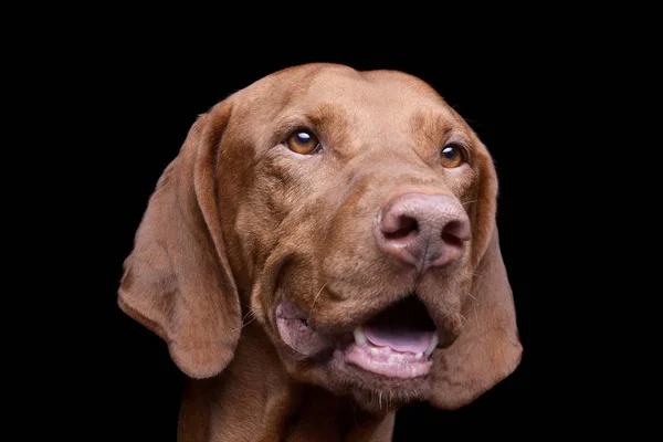 Portret van een schattige magyar vizsla die er nieuwsgierig uitziet — Stockfoto