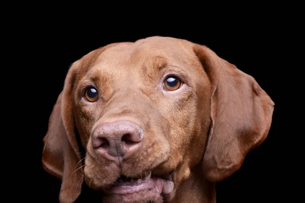 Portrét rozkošného magyara vizsla, který se zvědavě dívá do kamery — Stock fotografie