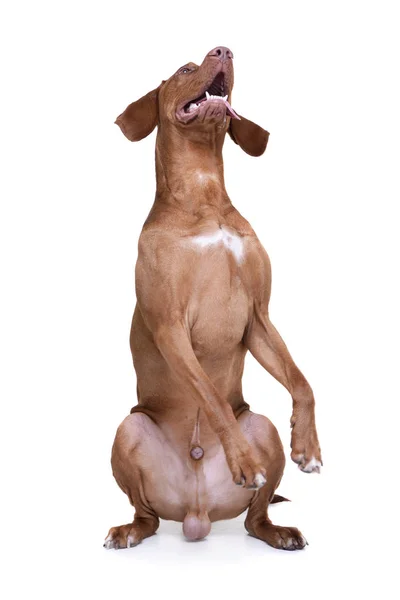 Studio shot of an adorable magyar vizsla standing on hind legs — 图库照片