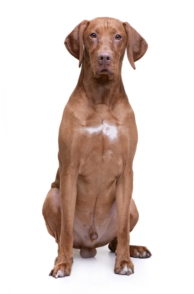 Studio shot of an adorable magyar vizsla looking curiously at the camera — Stockfoto