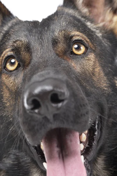 Porträtt av en bedårande tysk herde hund tittar märkligt på kameran — Stockfoto