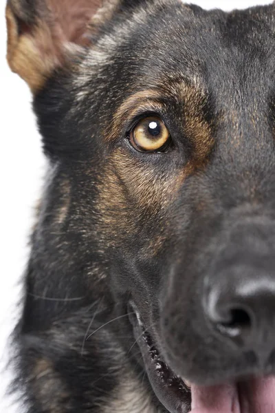 Close portrait of an adorable German Shepherd dog looking curiously at the camera — 图库照片
