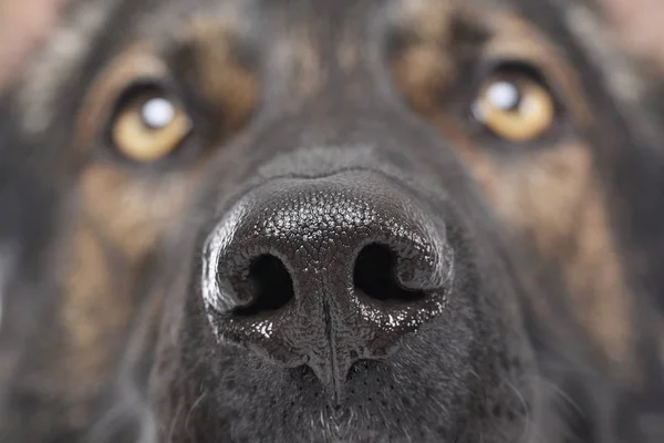 Close portrait of an adorable German Shepherd dog looking up curiously — Stockfoto