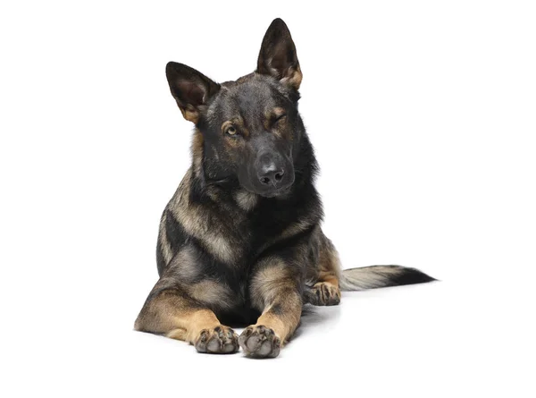 Studio shot of an adorable German Shepherd dog seems to wink — стокове фото