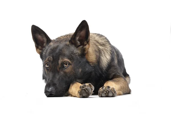 Studio shot of an adorable German Shepherd dog looking sad — Stockfoto