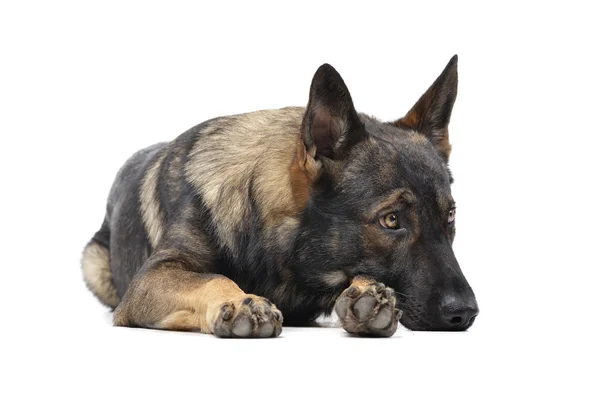 Studio shot of an adorable German Shepherd dog looking sad — Φωτογραφία Αρχείου