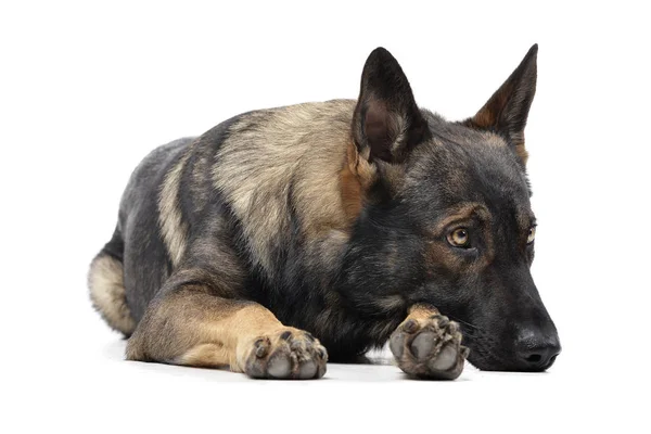 Studio shot of an adorable German Shepherd dog looking sad — Φωτογραφία Αρχείου