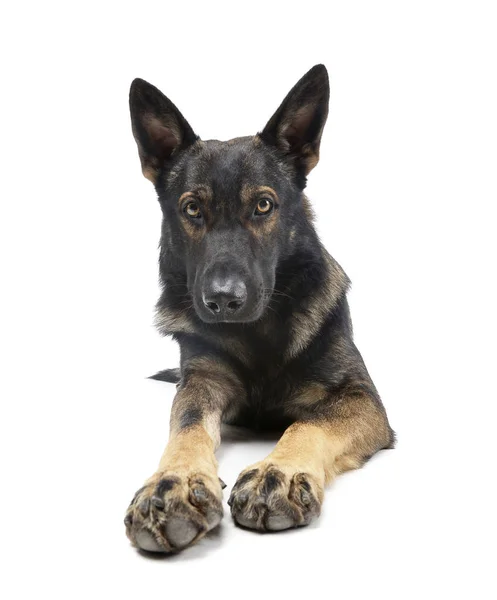 Studio shot of an adorable German Shepherd dog looking curiously at the camera — Stock Photo, Image