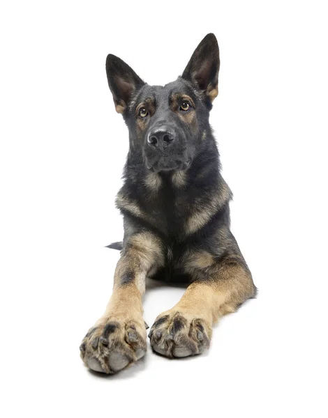 Estúdio tiro de um cão pastor alemão adorável olhando para cima curiosamente — Fotografia de Stock