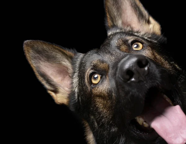 Porträtt av en bedårande tysk herde hund tittar upp märkligt — Stockfoto