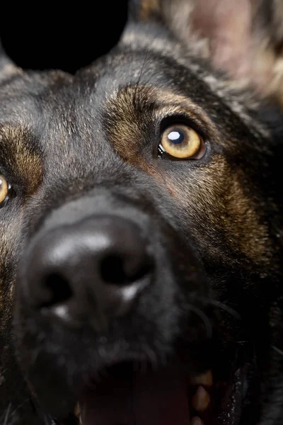 Primer plano de un adorable ojo de perro pastor alemán — Foto de Stock