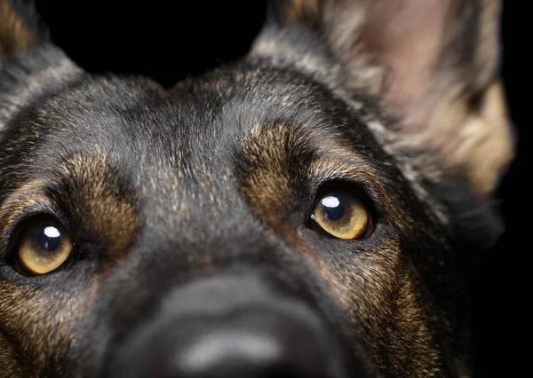 Close portrait of an adorable German Shepherd dog looking curiously at the camera — Stockfoto