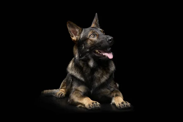 Studio shot of an adorable German Shepherd dog looking up curiously — Stockfoto