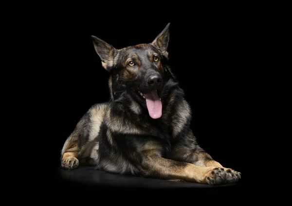 Studio shot of an adorable German Shepherd dog looking satisfied — стокове фото