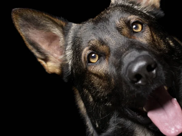 Portrait of an adorable German Shepherd dog looking curiously at the camera — Φωτογραφία Αρχείου