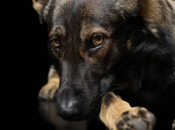 Portrait of an adorable German Shepherd dog looking shy — Φωτογραφία Αρχείου