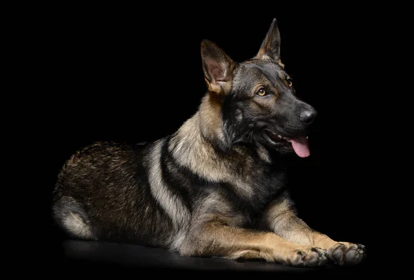 Studio shot of an adorable German Shepherd dog looking curiously — Stockfoto