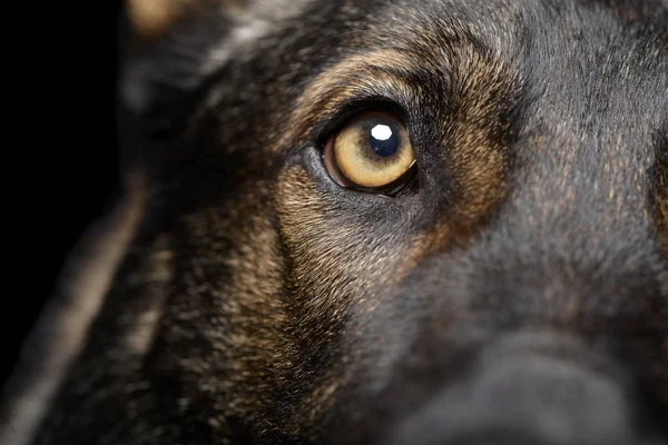 Close shot of an adorable German Shepherd dog's eye — Stock fotografie