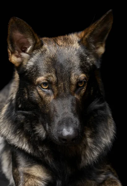 Portrait of an adorable German Shepherd dog looking shy — Φωτογραφία Αρχείου