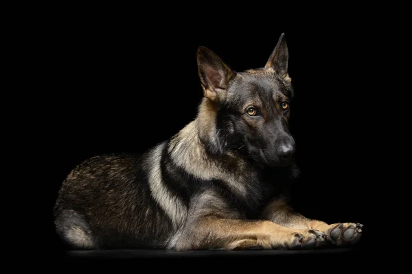 Estúdio tiro de um cão pastor alemão adorável olhando tímido — Fotografia de Stock