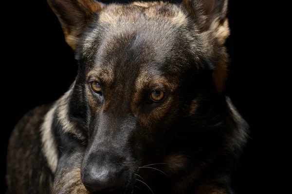 Porträt eines entzückenden Schäferhundes, der scheu aussieht — Stockfoto